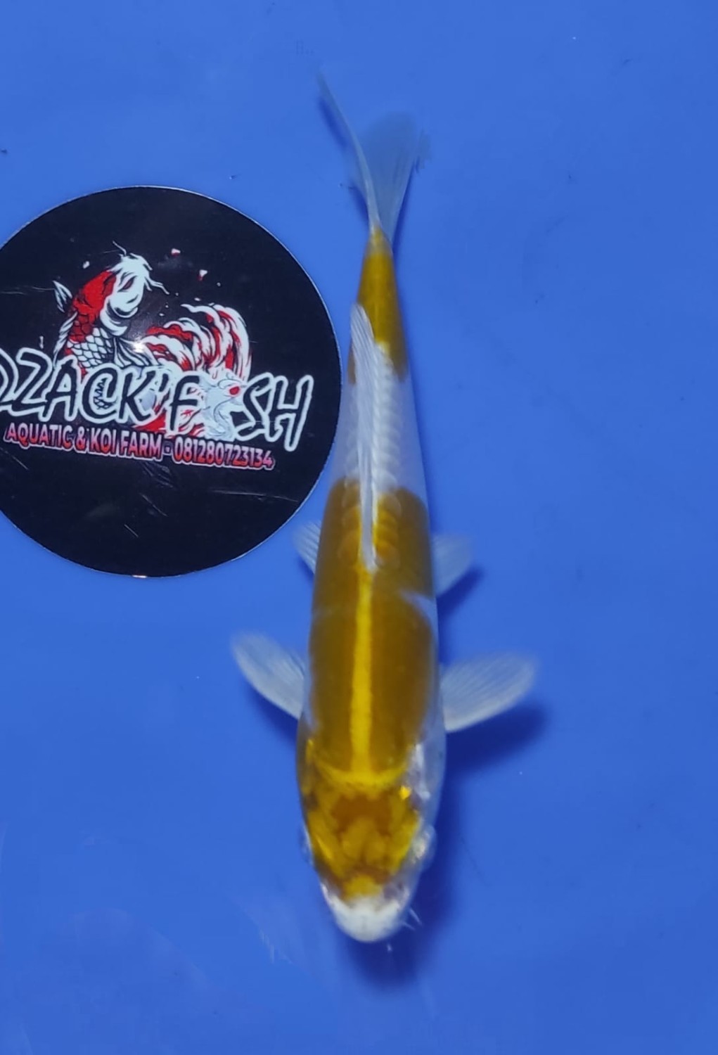 Juara 5