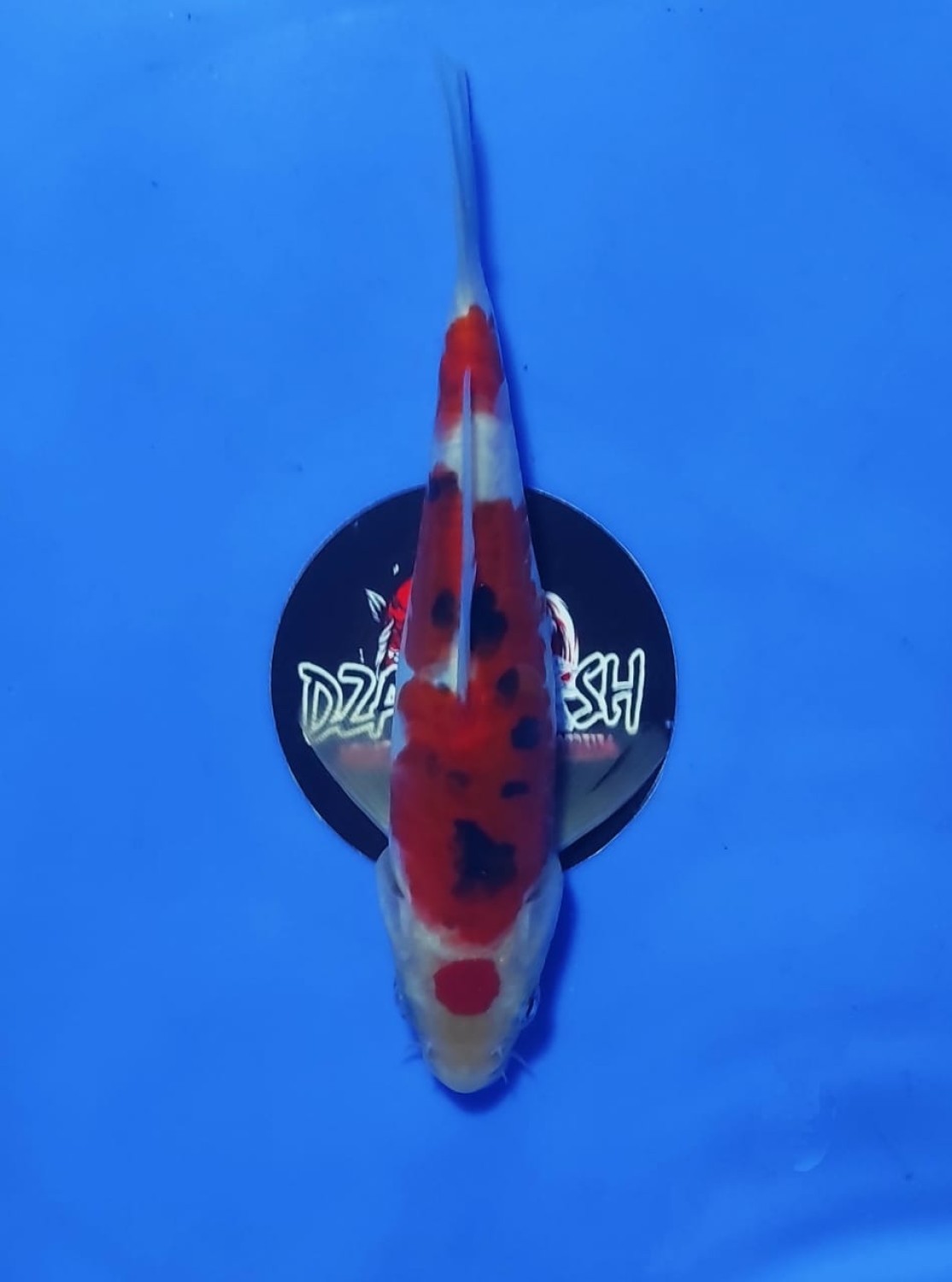 Juara 1