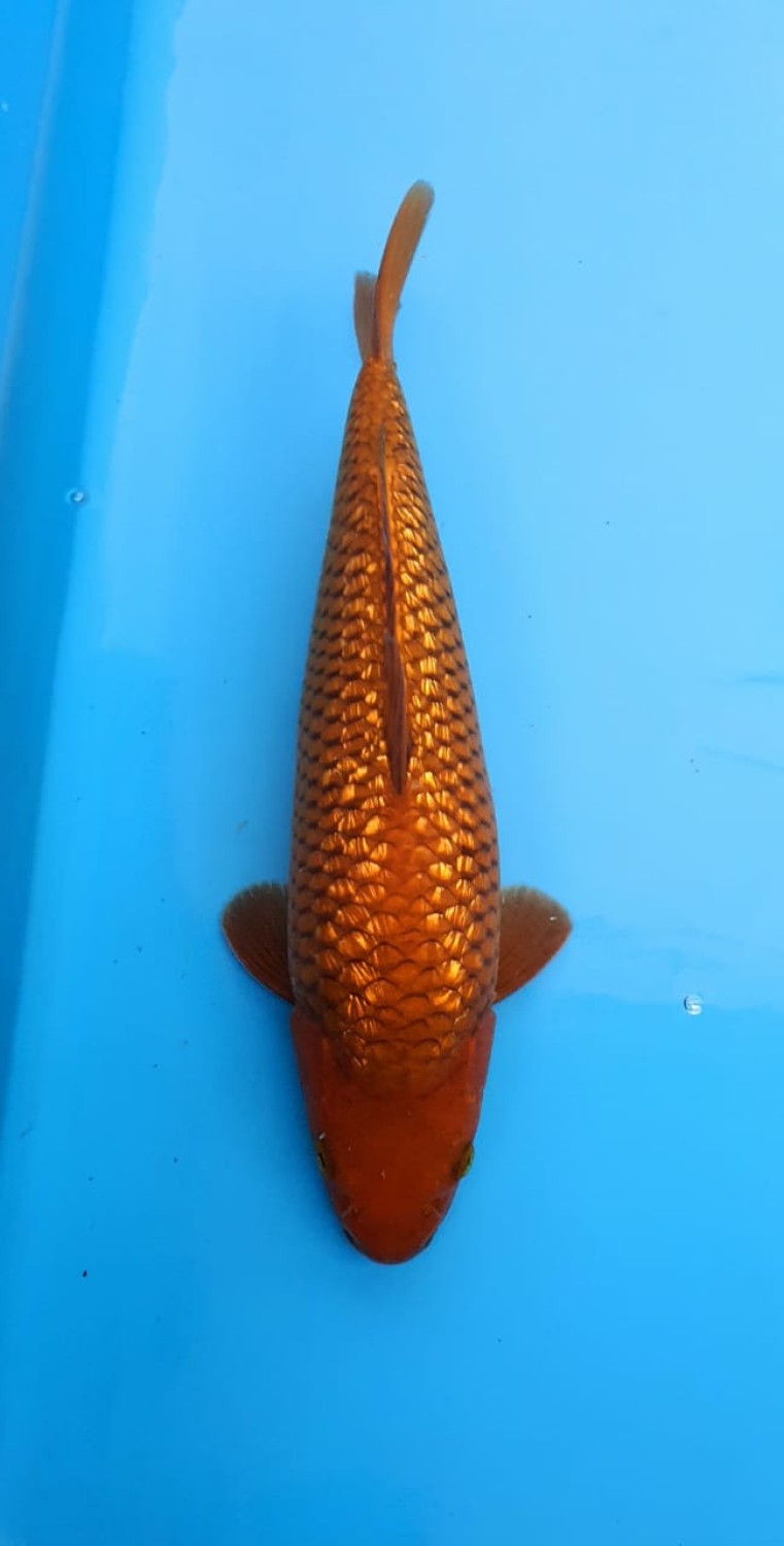 Juara 5
