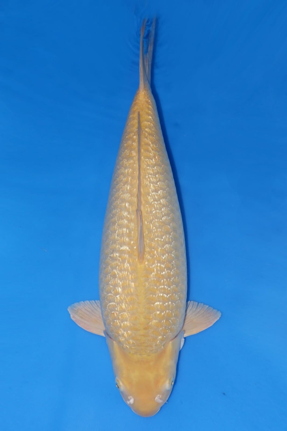 Best In Size E 56 - 60 cm