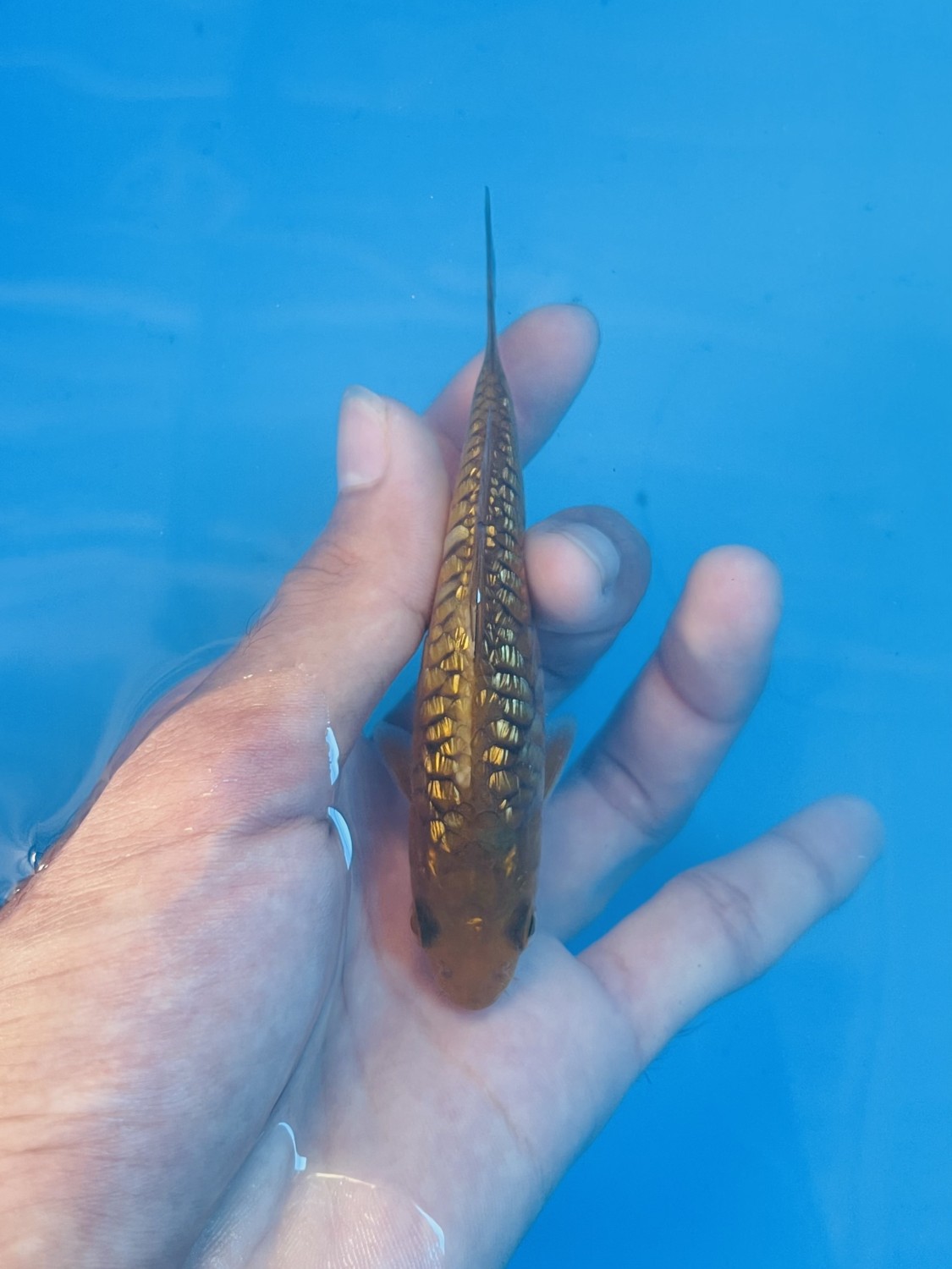Best In Size F Up To 12 cm