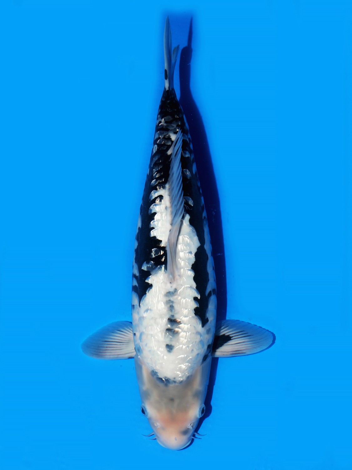 Best In Size F 51 - 55 cm