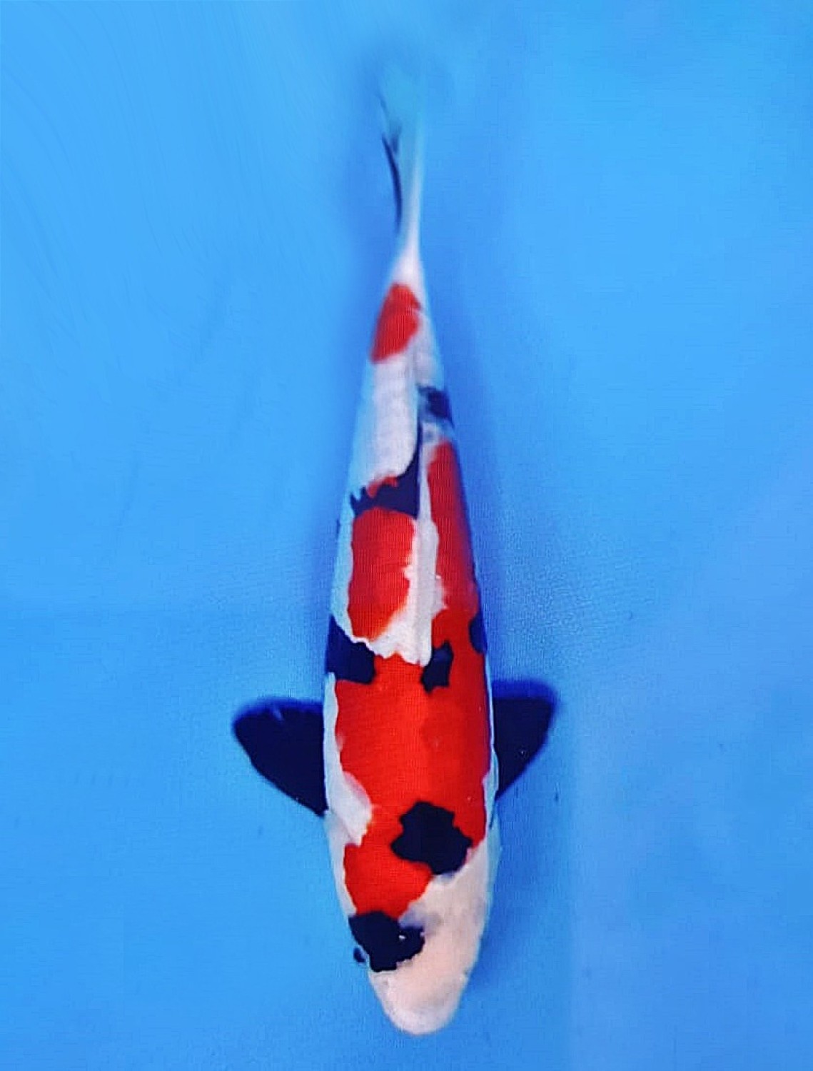 Juara 1
