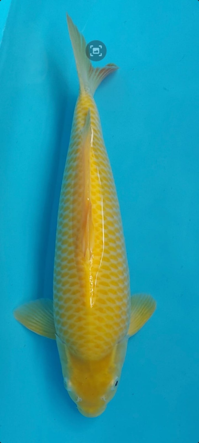 Juara 2