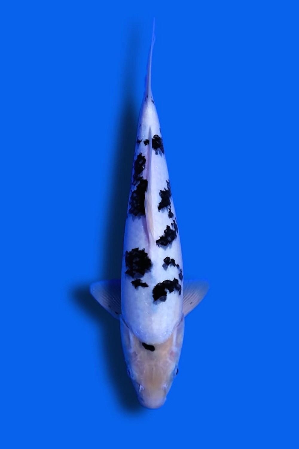 Juara 1