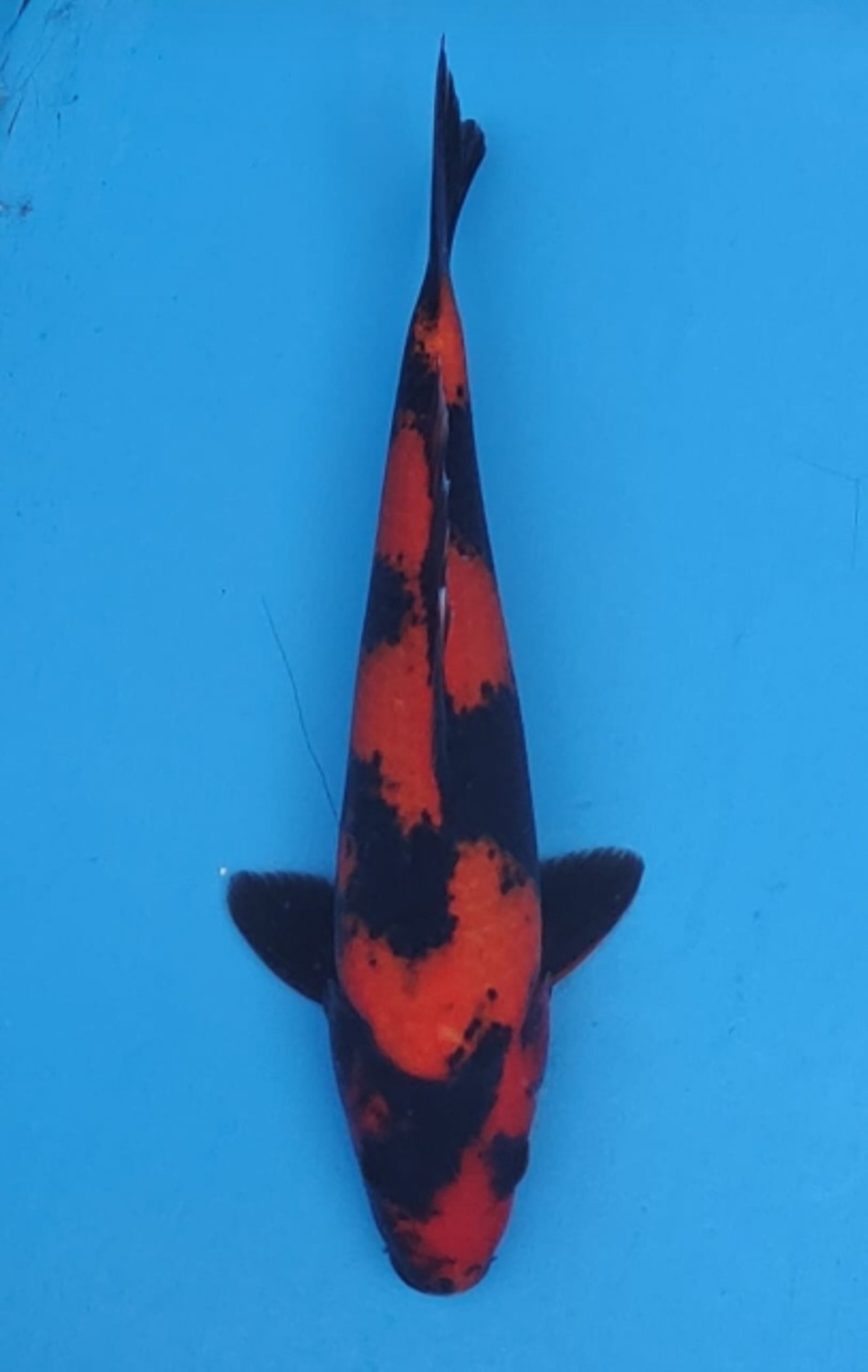 Juara 5