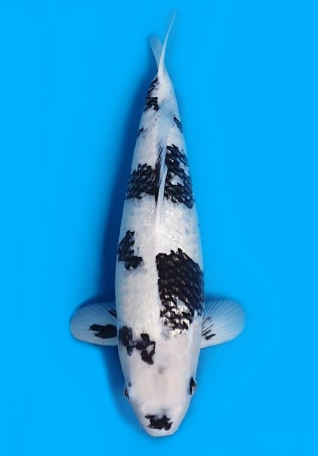 Best In Size C 46 - 50 cm