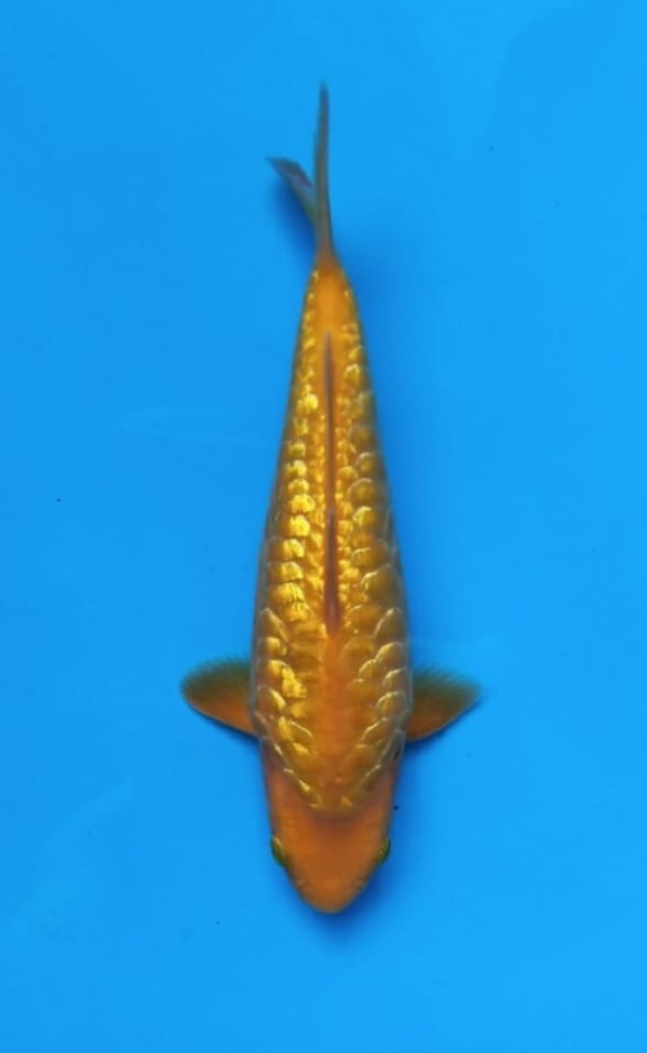 Juara 1
