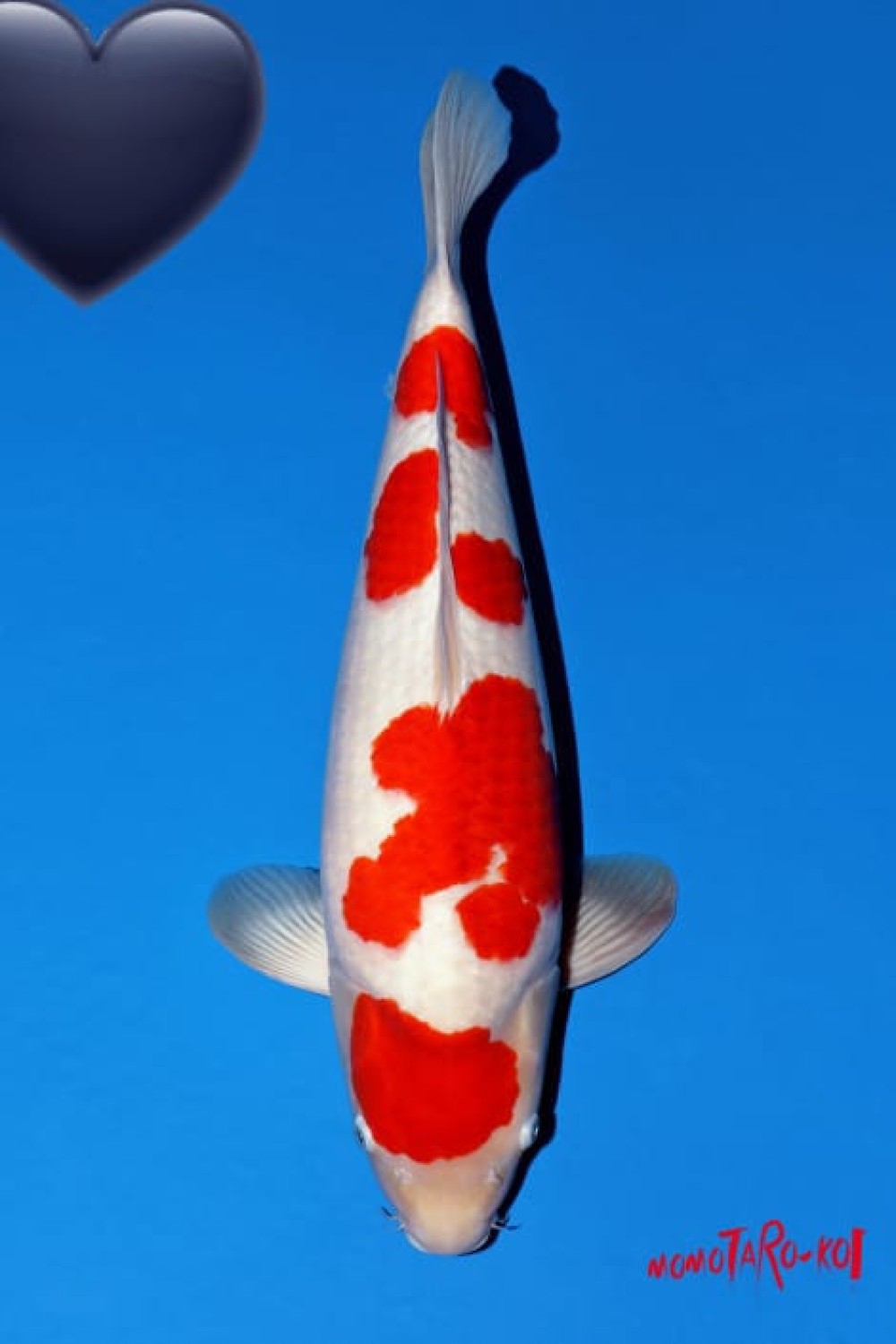 Juara 1