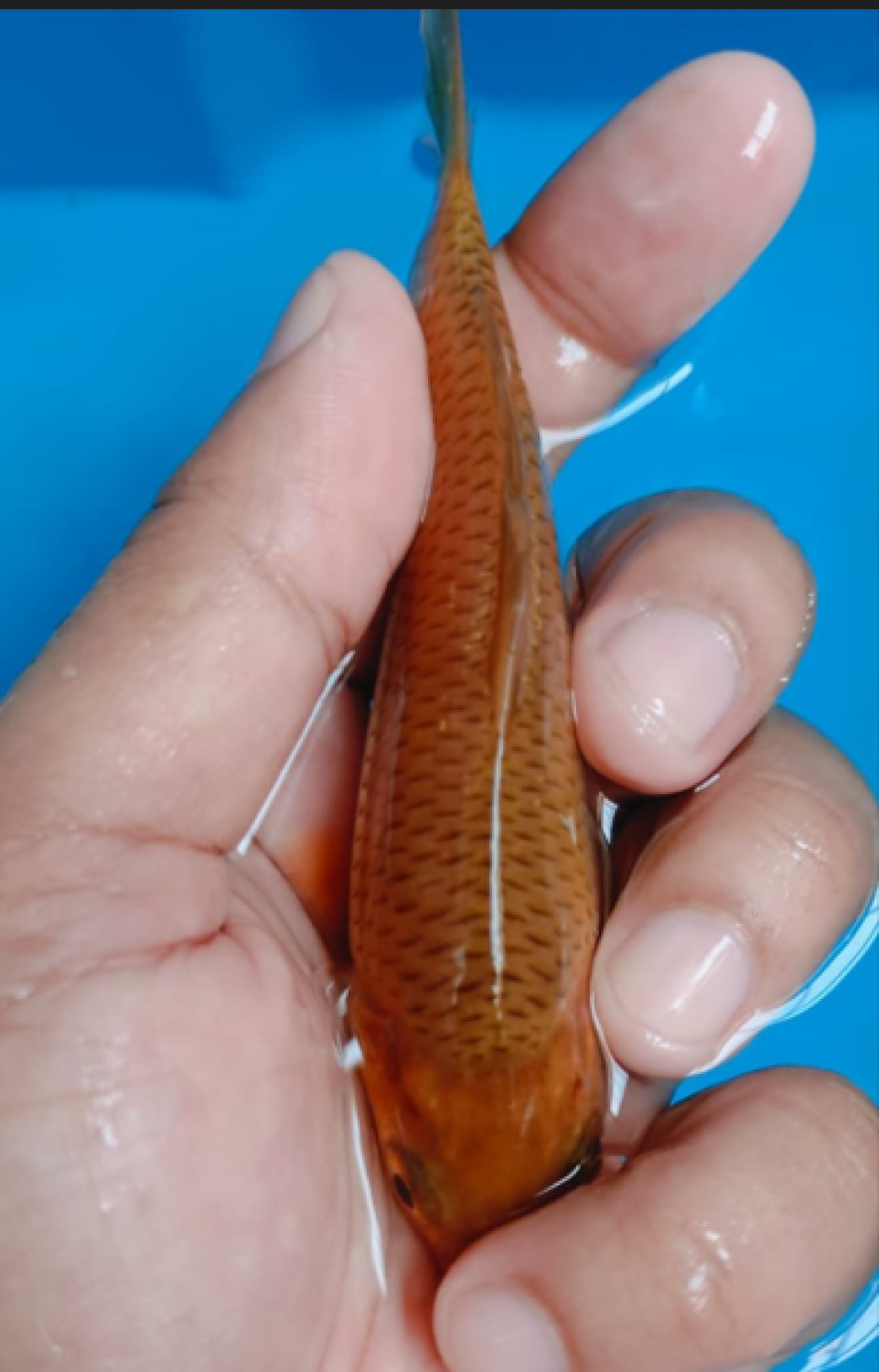 Juara 2