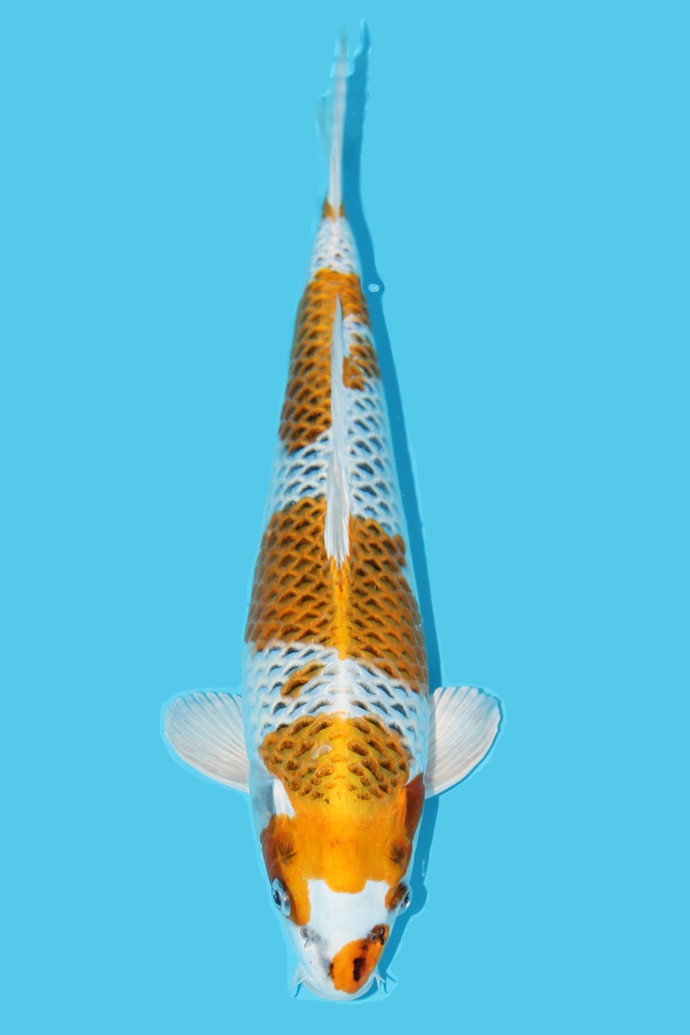 Juara 2