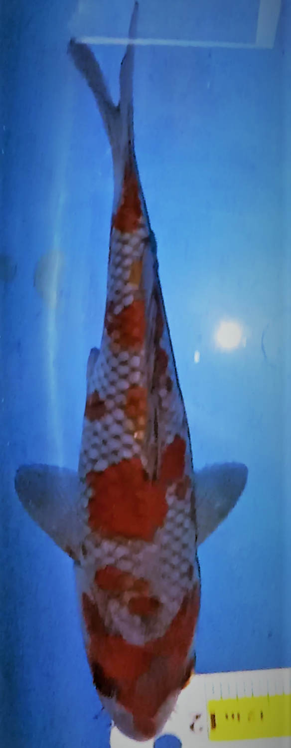 Juara 5