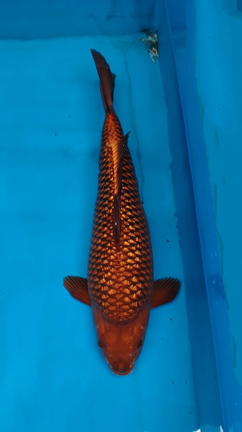 Best In Size E 51 - 55 cm