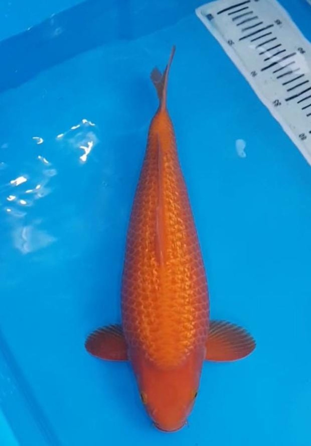 Best In Size E 36 - 40 cm