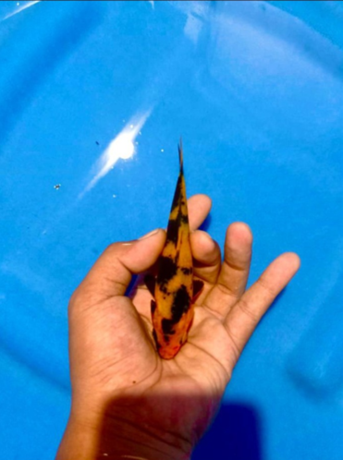 Juara 4