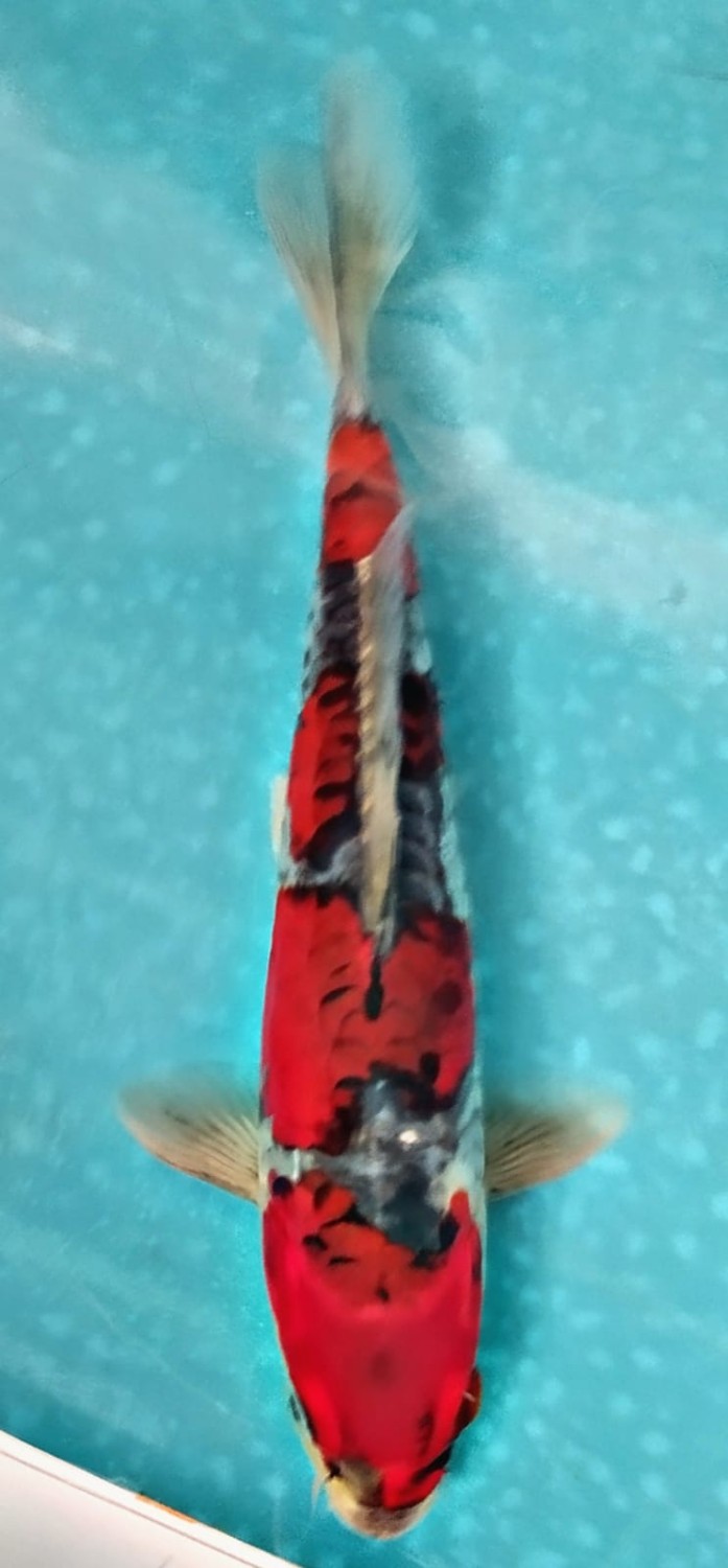 Juara 1