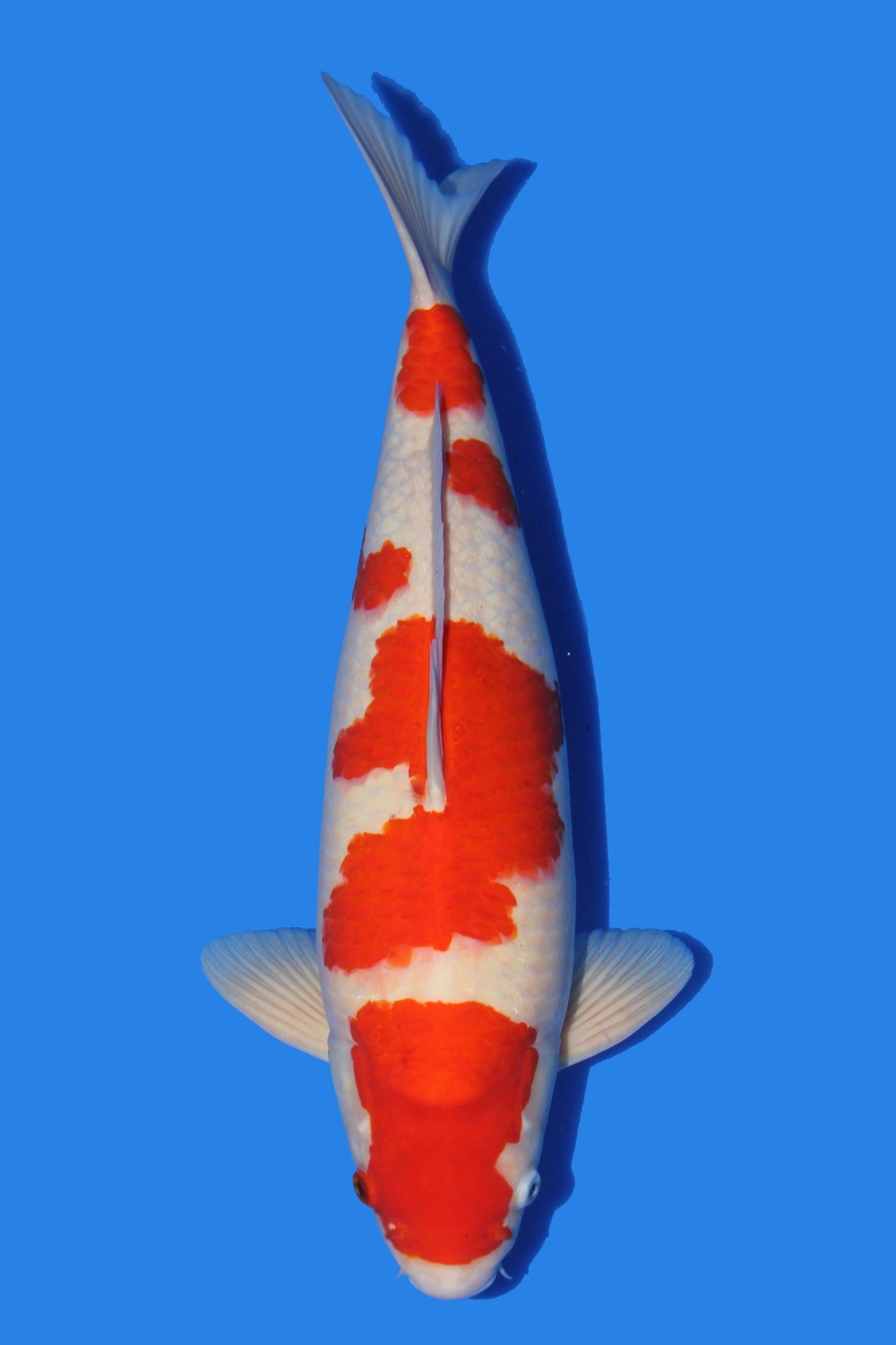 Juara 5