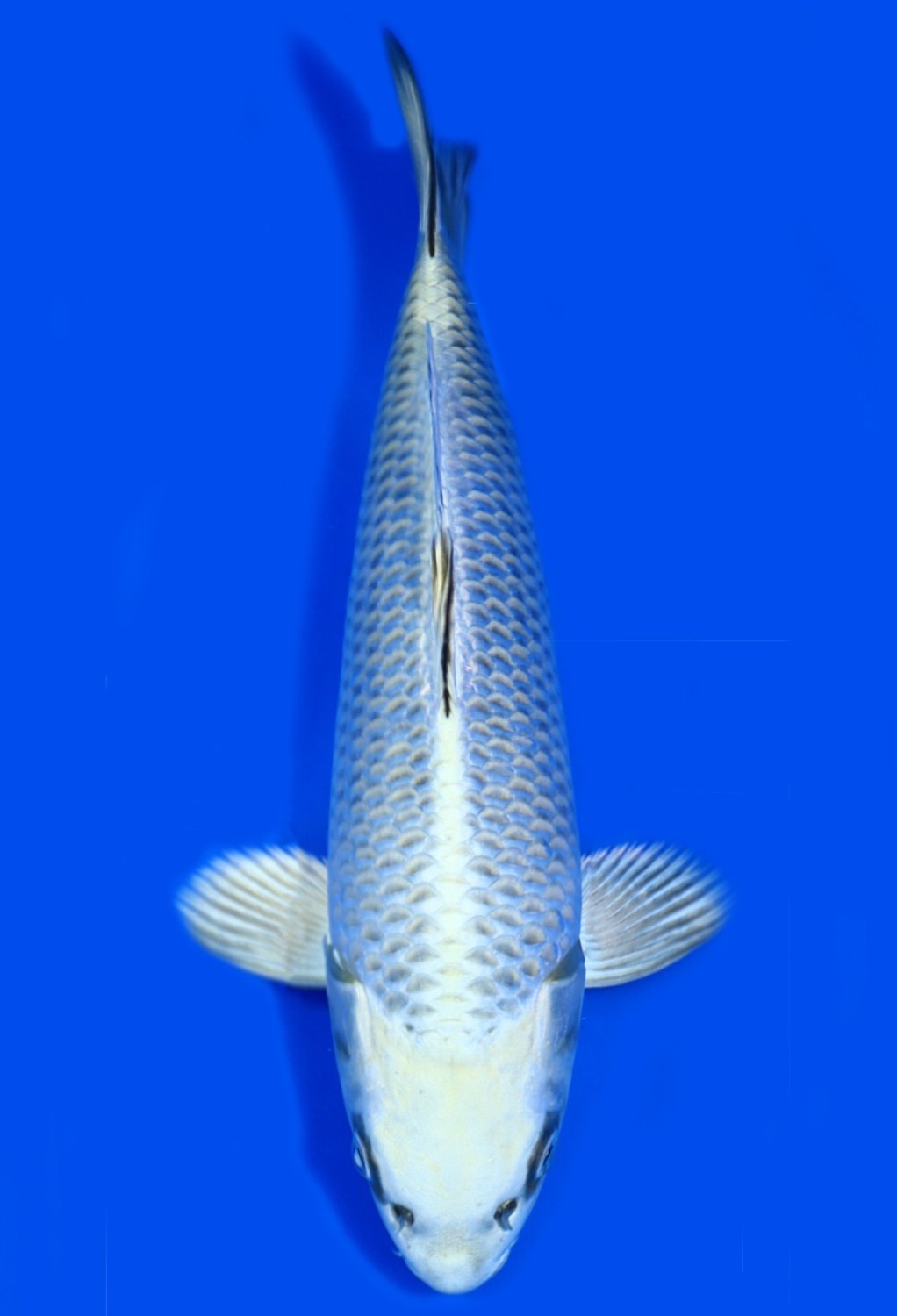Juara 4