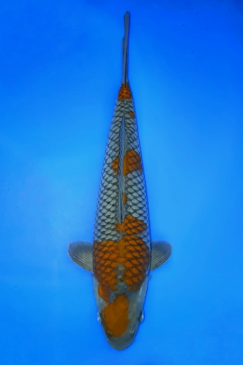 Juara 4