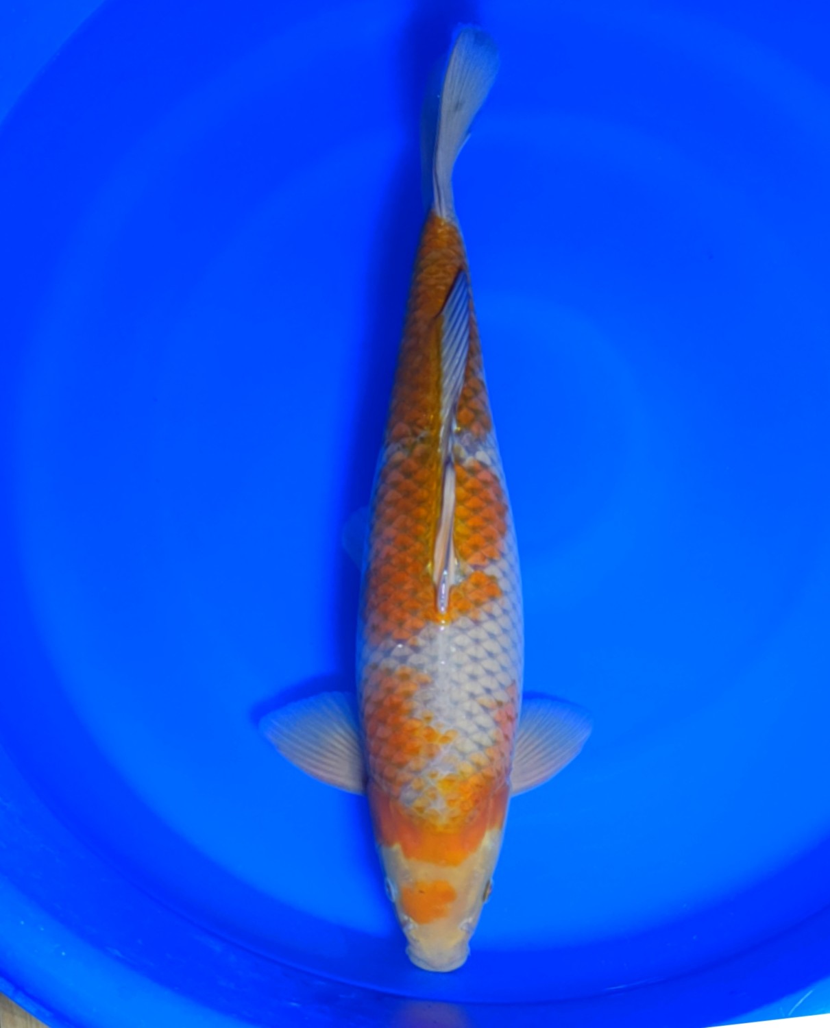 Juara 2