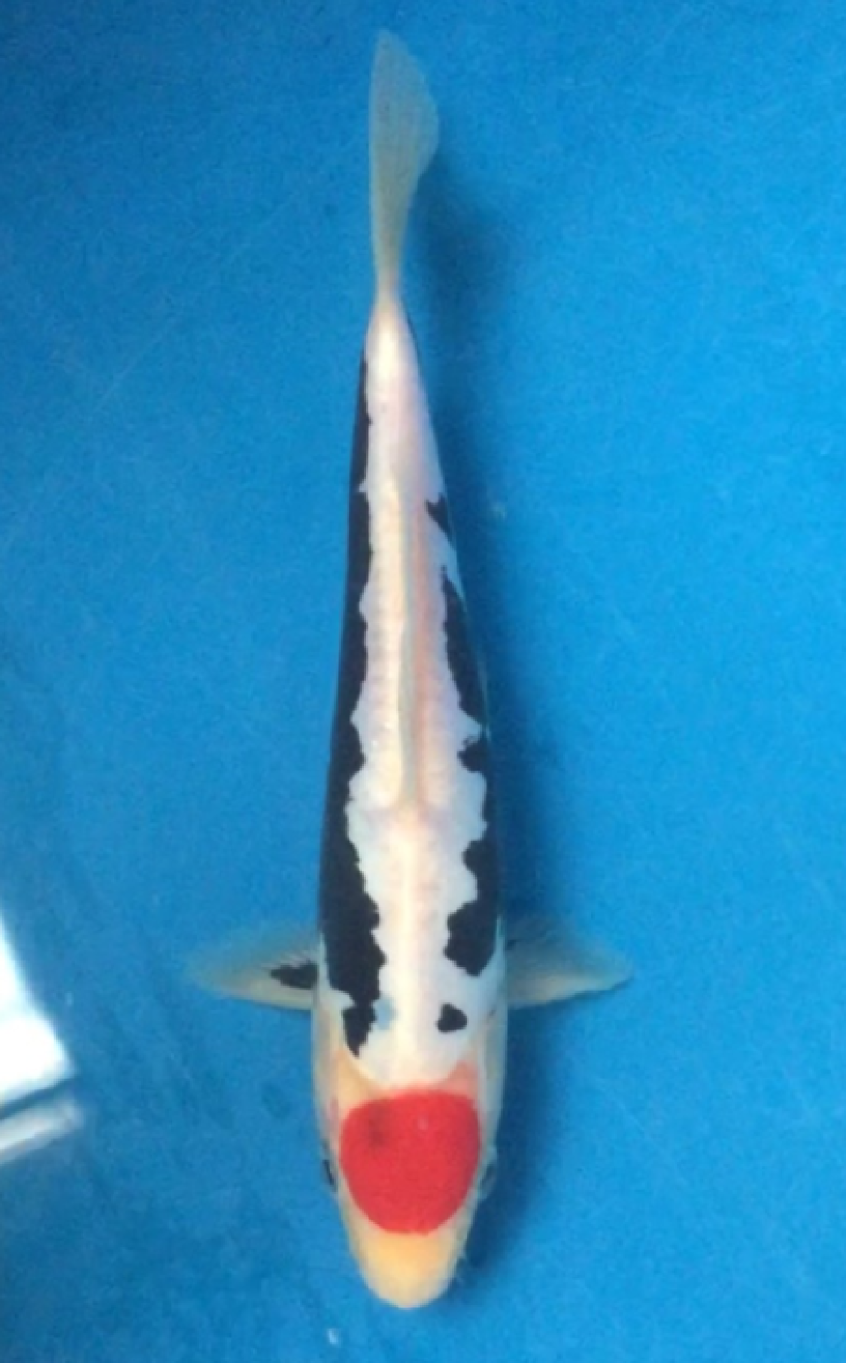 Juara 4