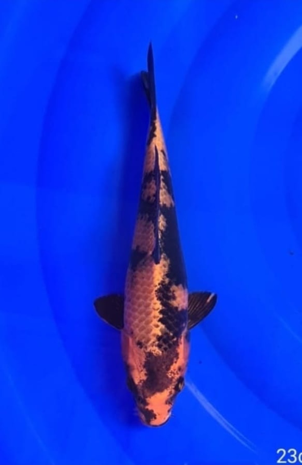 Juara 1
