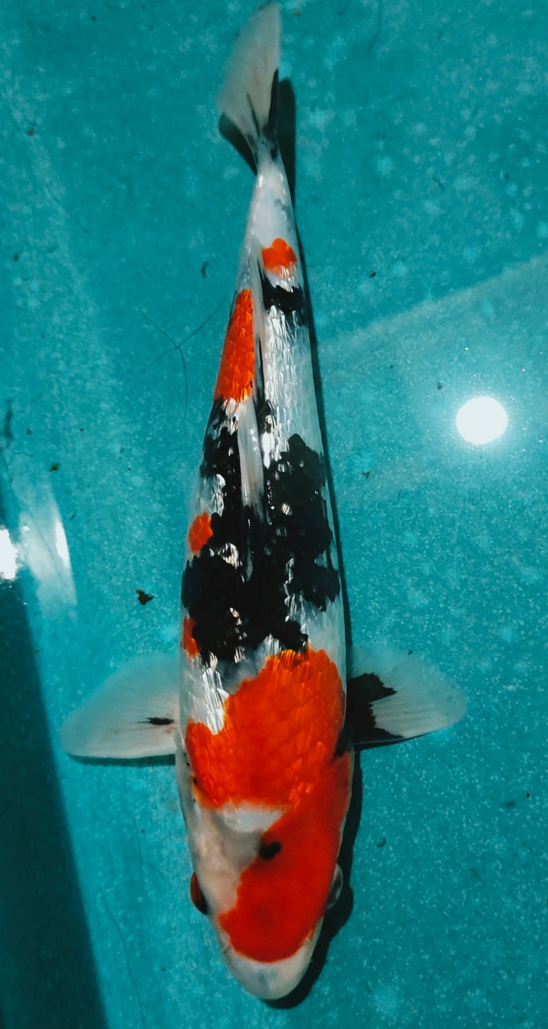 Juara 1