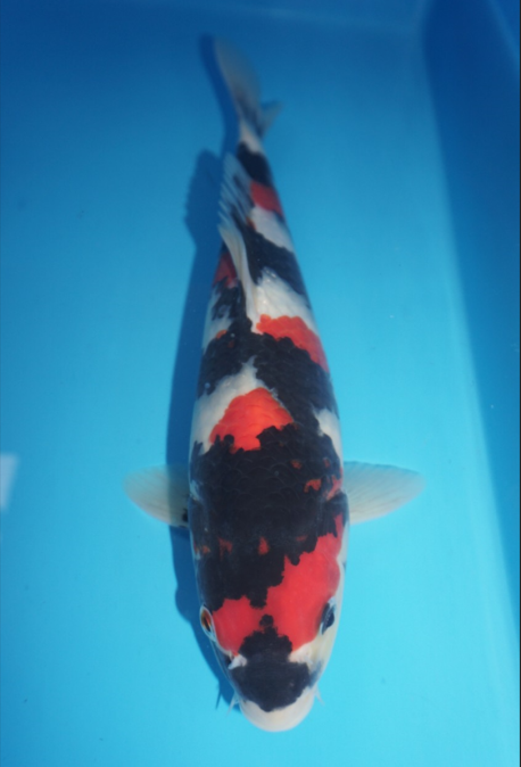Best In Size A 31 - 35 cm