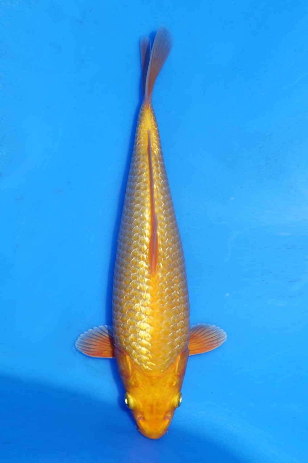 Juara 4