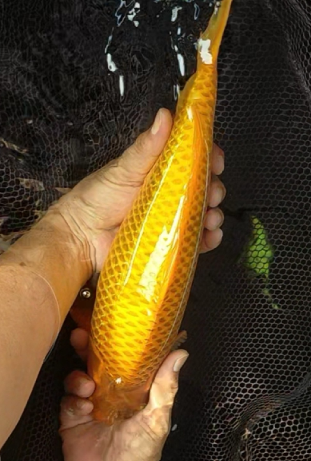 Juara 3