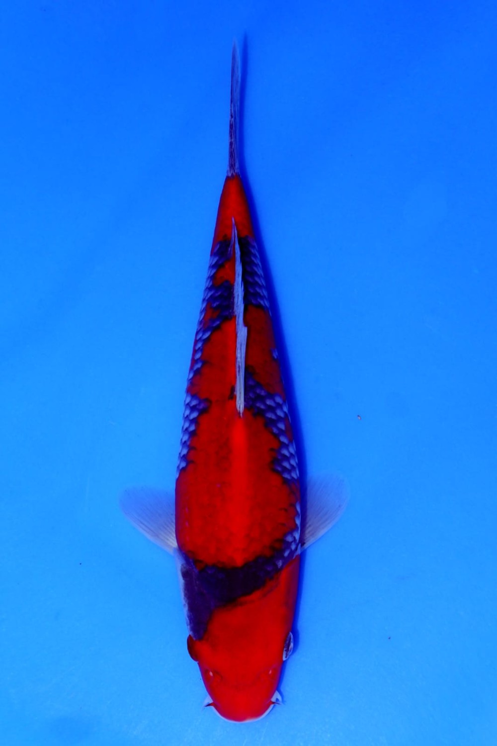 Juara 1