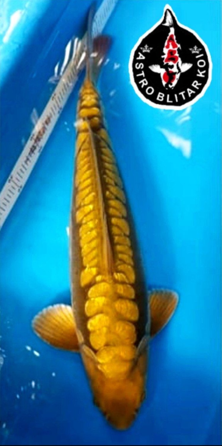 Juara 2