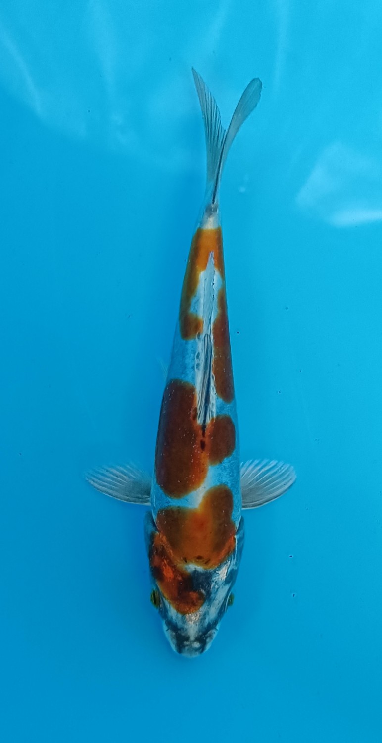 Juara 1