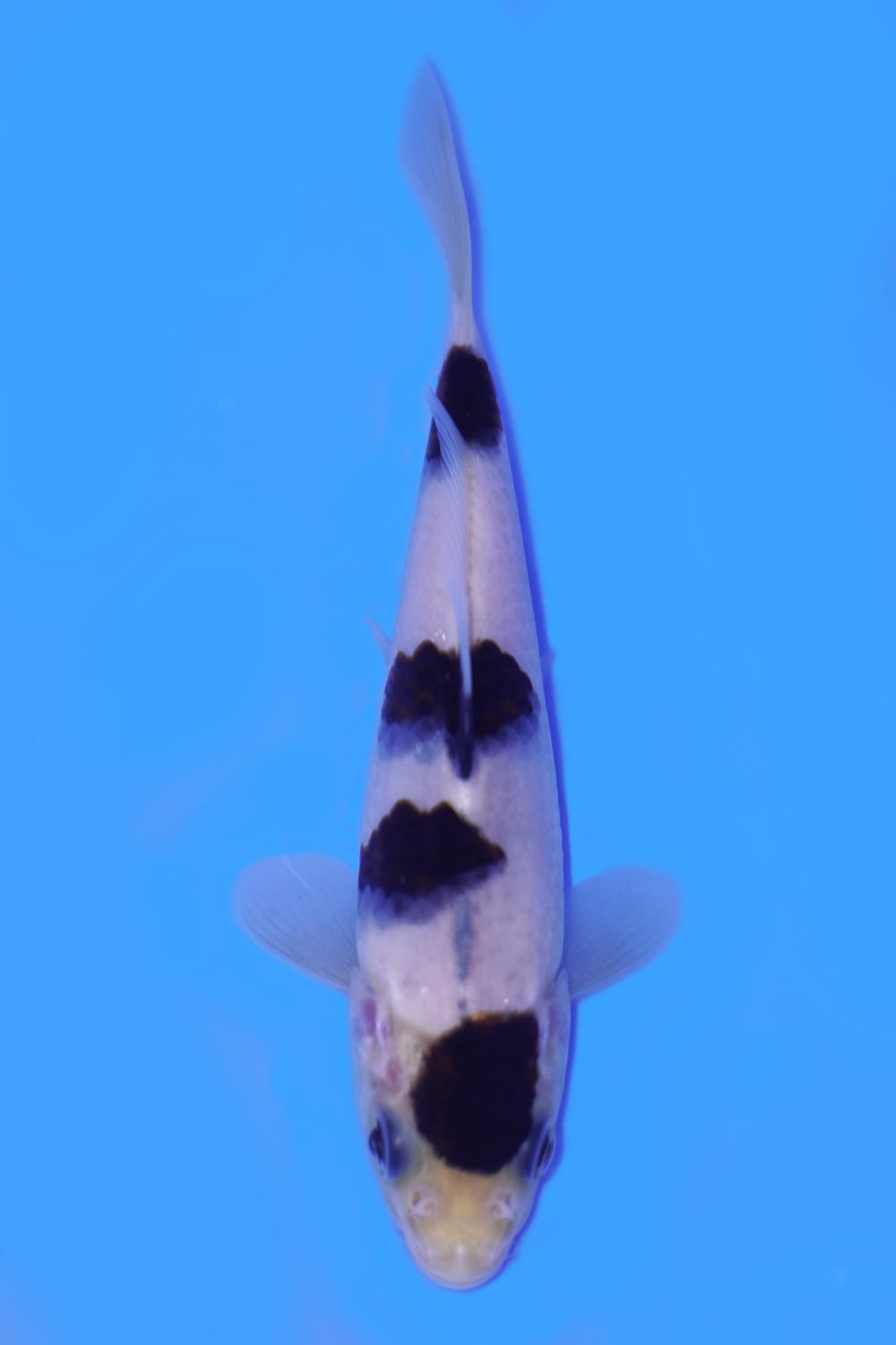 Juara 2