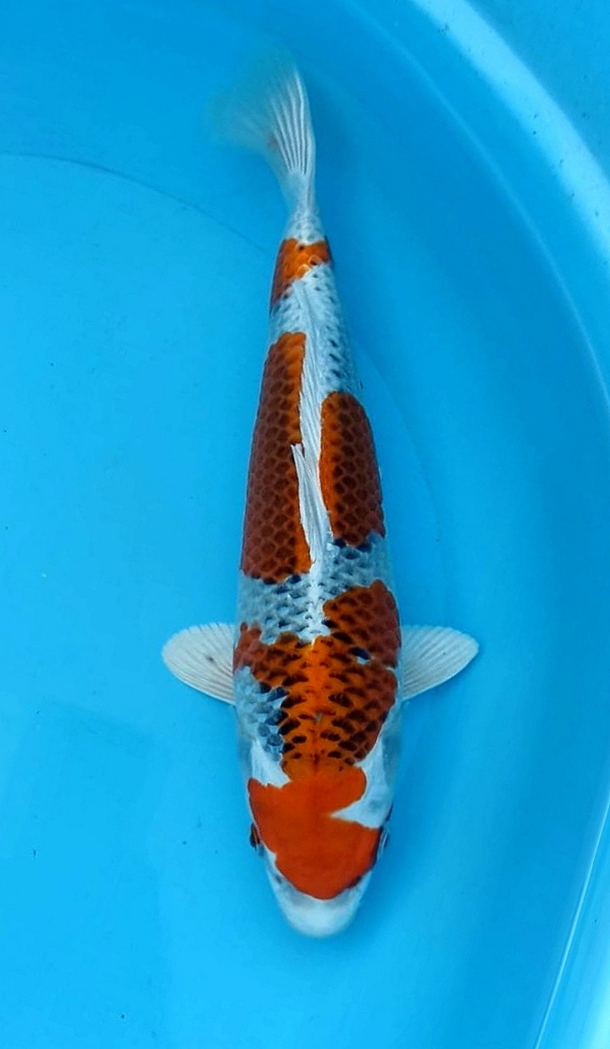Juara 1