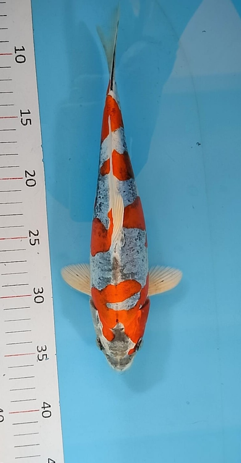 Juara 1