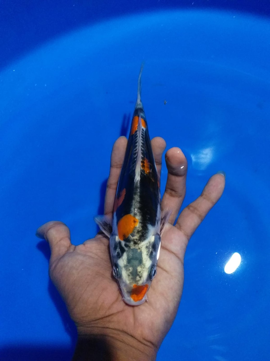 Juara 1