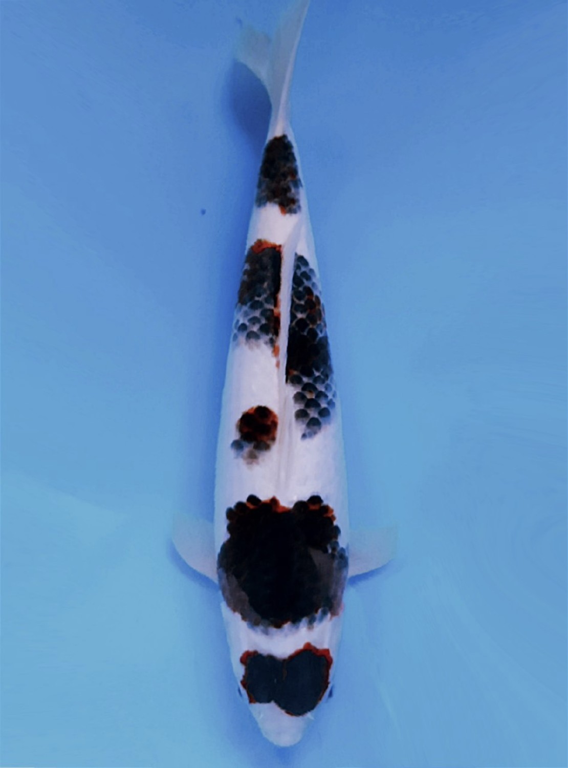 Juara 4