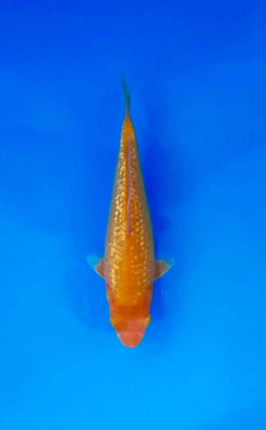 Juara 4