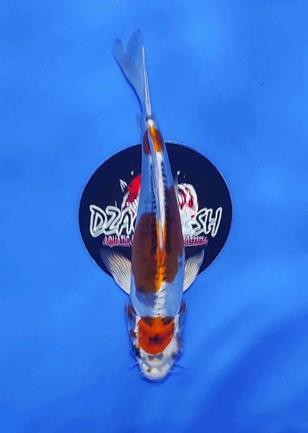 Juara 1