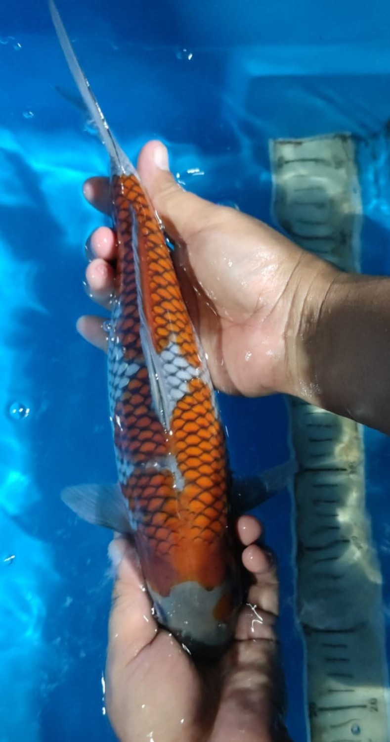 Juara 1