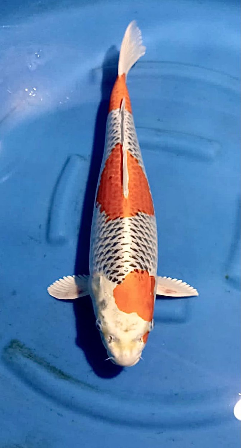 Juara 1