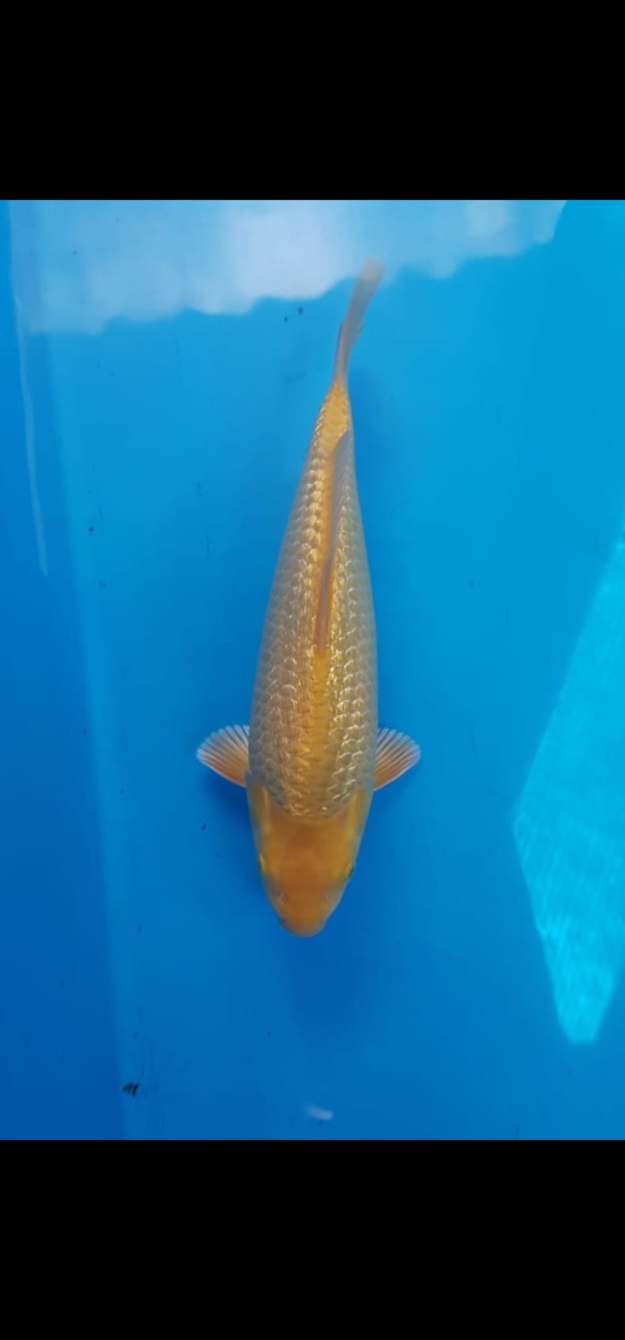 Juara 1