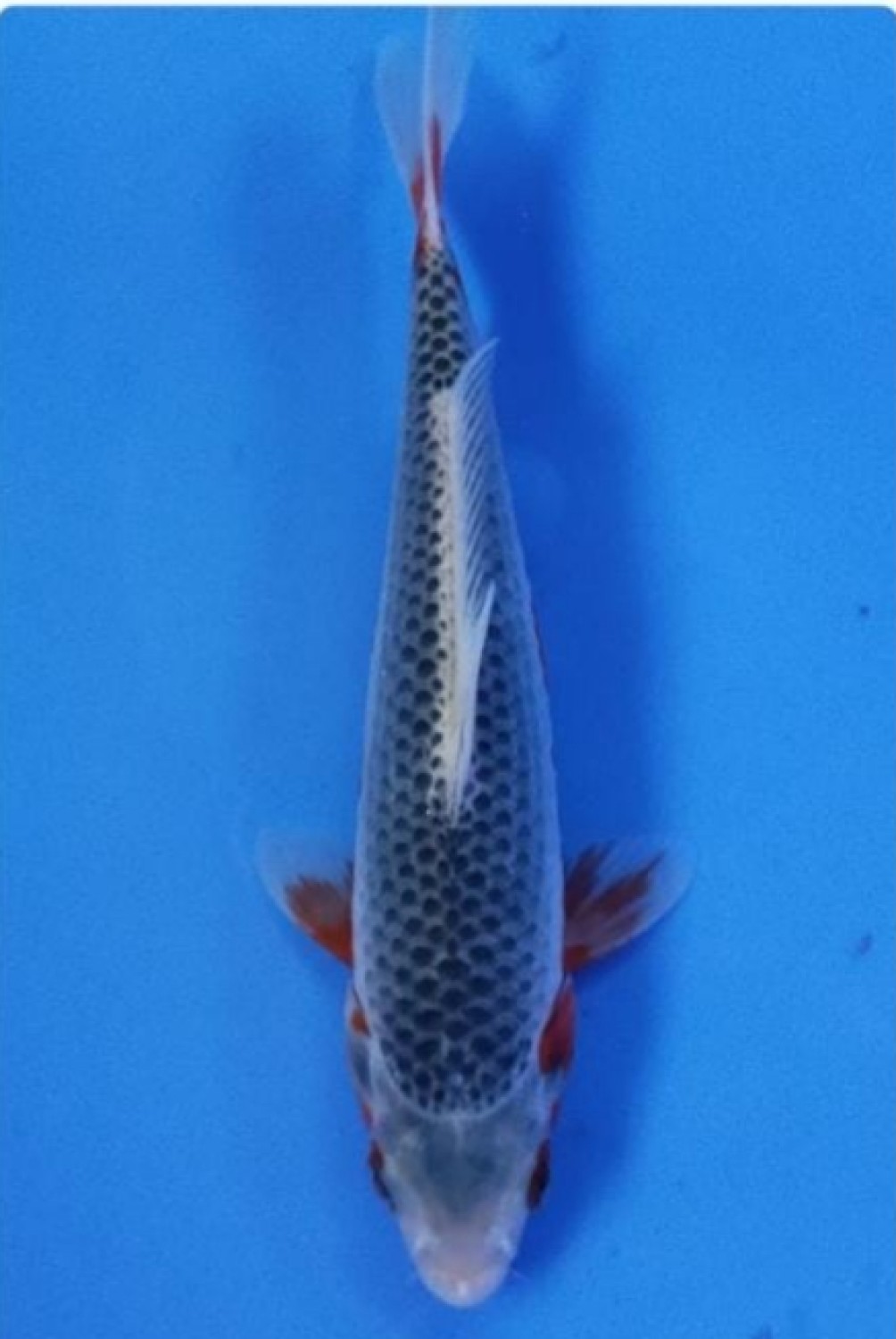 Juara 3