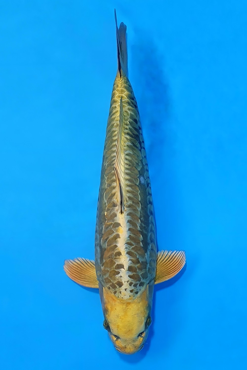 Juara 2
