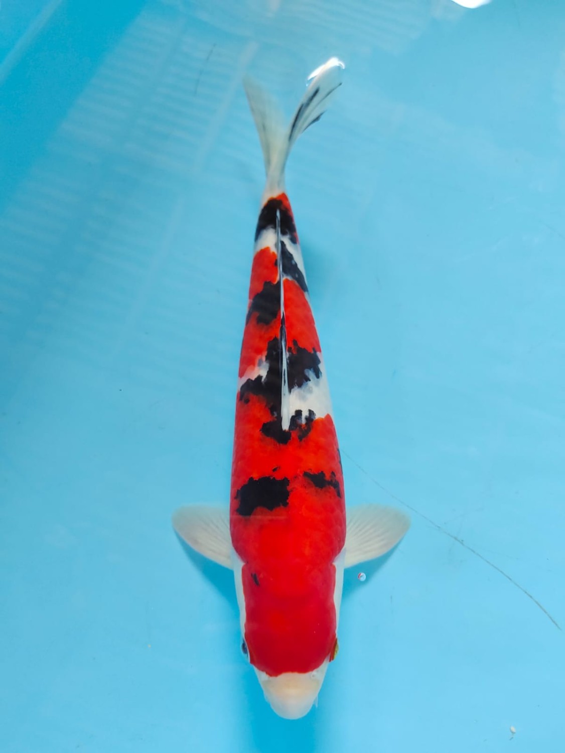 Juara 1