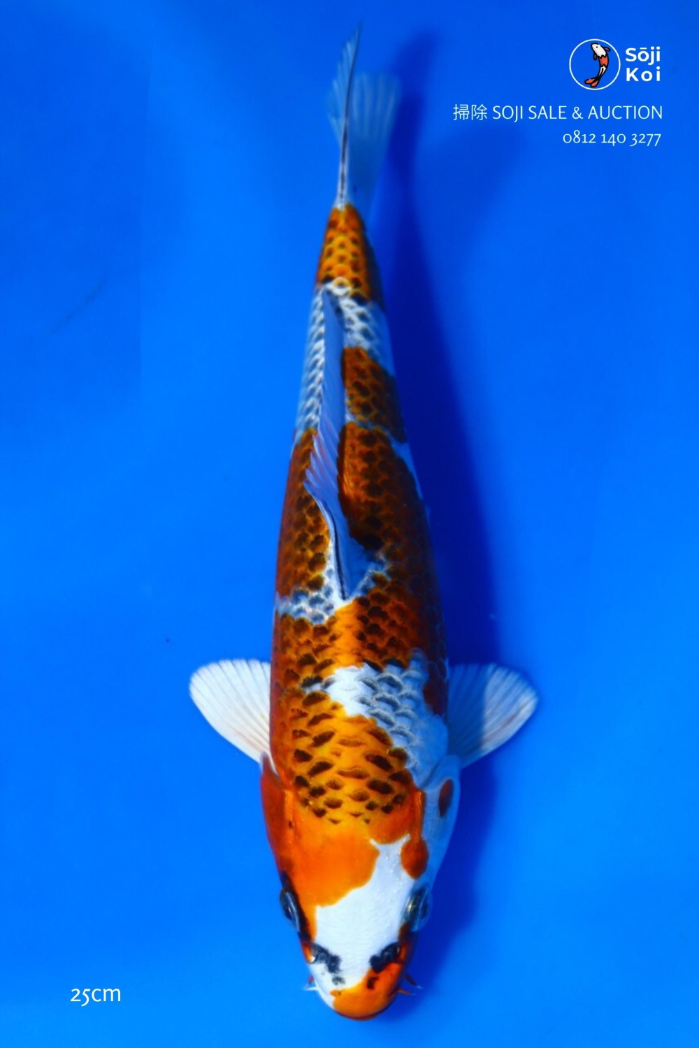 Juara 5