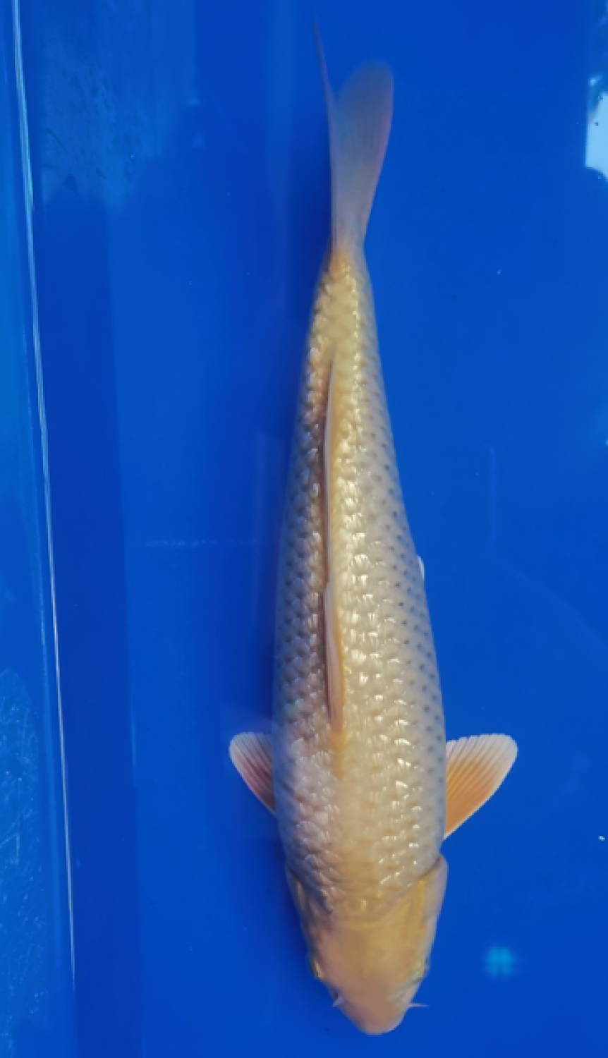 Juara 4