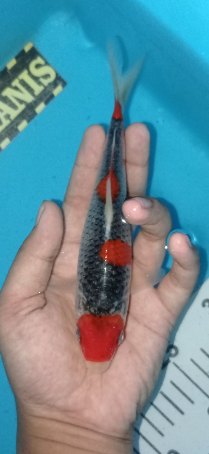 Juara 2