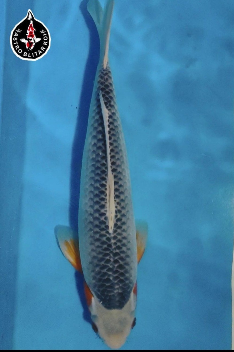 Juara 3